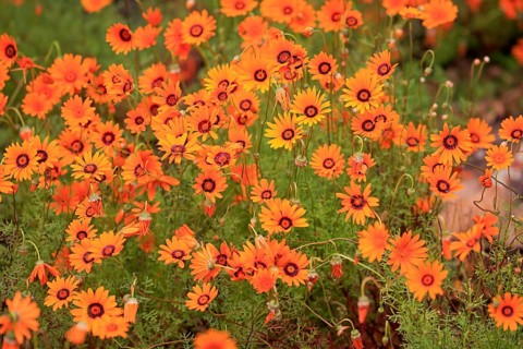 Namaqua parachute daisy (Ursinia calenduliflora )