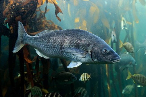Sea bream