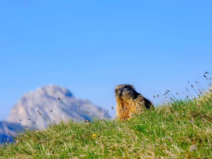Alpine Marmot (Marmota marmota) in natural habitat