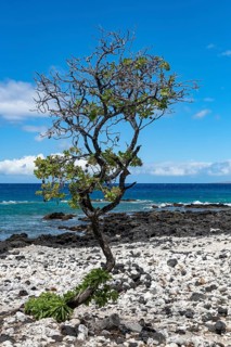 Lava and corals with gnarled trees