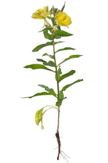 Common evening primrose (Oenothera biennis) on white background