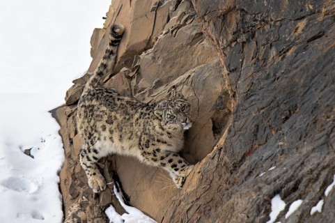 Snow leopard (Panthera uncia) on snowy rock