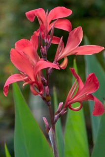 Indian flower cane (canna hybrid)
