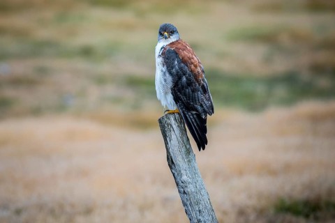 Variable hawk (Geranoaetus polyosoma ) sitting on a fence post