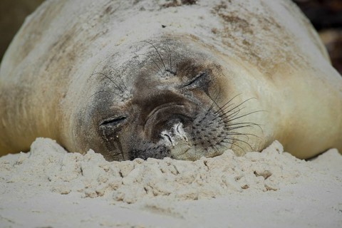 Southern elephant seal (Mirounga leonina)