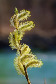 Willow catkin of the Goat willow (Salix caprea)