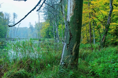 Schweingartensee in the UNESCO World Natural Heritage Site beech forest Serrahn in autumn