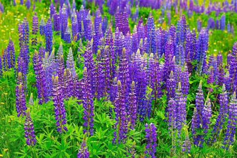 Lupines