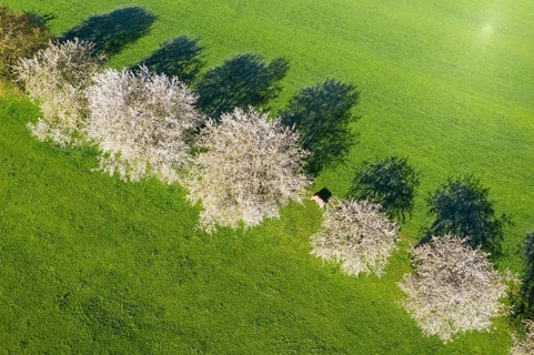 Blooming cherry trees and cow in a meadow
