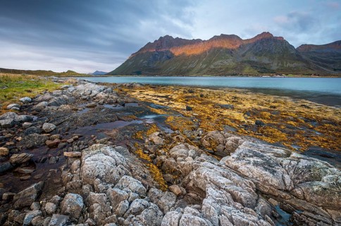 Rocky coast with yellow kelp. seaweed