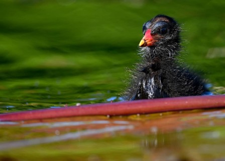 Common moorhen (Gallinula chloropus )
