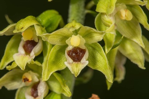 Muller's taproot (Epipactis mulleri) Soloflower