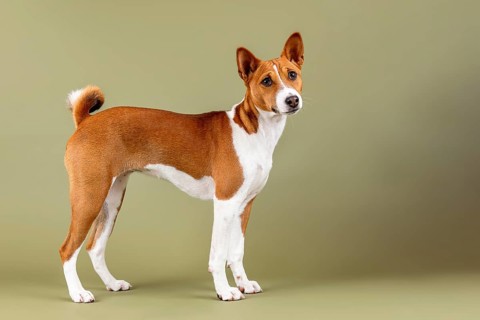 Basenji or Congo Terrier (Canis lupus familiaris)