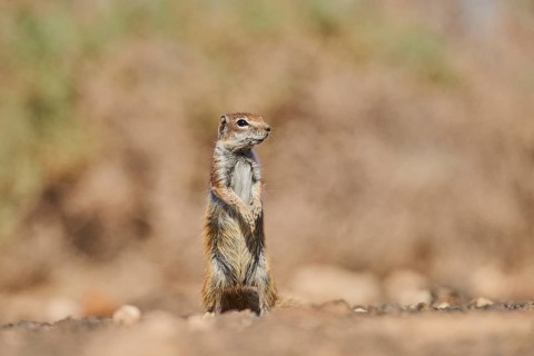 Barbary ground squirrel (Atlantoxerus getulus ) is on lookout