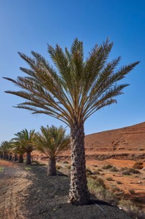 Canary date palm (Phoenix canariensis) by the roadside