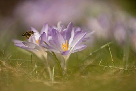 Bee (Apiformes) approaches Crocus (crocus) in a meadow