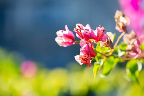 Bougainvillea flowers with blurred background