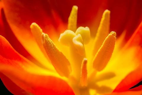 Red Tulips (Tulipa sp.)