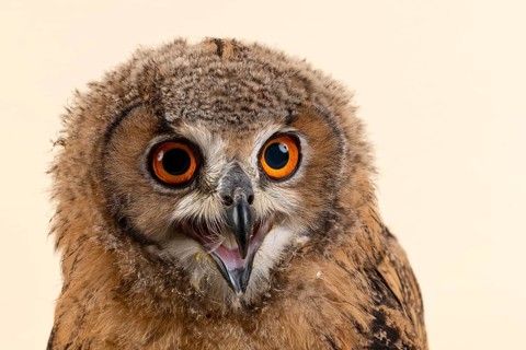 Bengal Eagle Owl