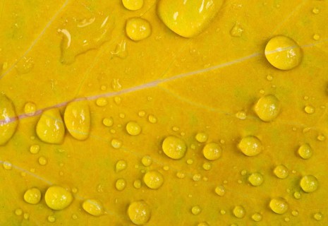 Water drops on a yellow leaf