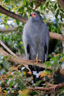 Cave Harrier
