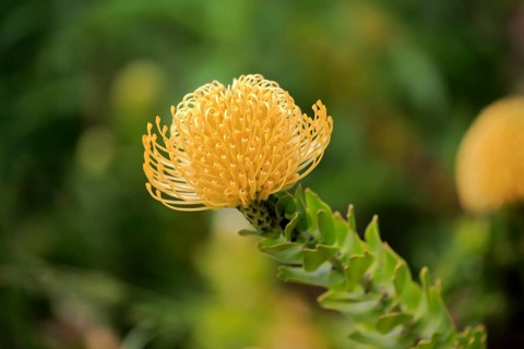 Pincushion protea