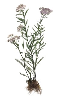 Common yarrow (Achillea millefolium) on white ground