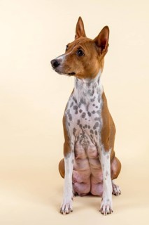 Basenji or Congo Terrier (Canis lupus familiaris)