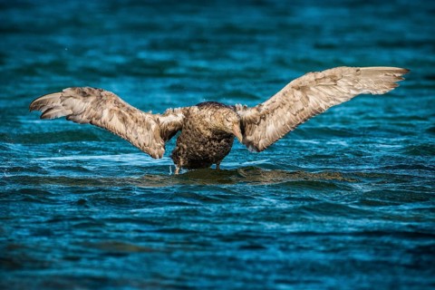 Southern giant petrel (Macronectes giganteus) stretches its wings
