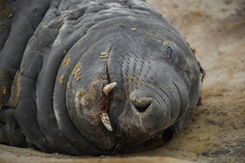 Southern elephant seal (Mirounga leonina)