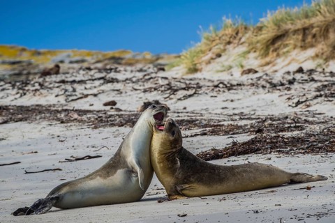 Southern elephant seal (Mirounga leonina)