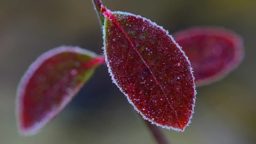 Autumnally colored leaf of blueberry (Vaccinium myrtillus) with ice crystals