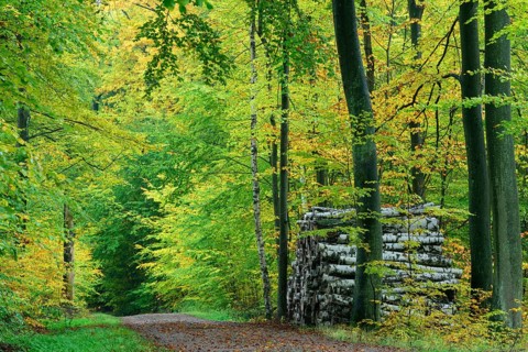 Forest path with felled tree trunks in autumn in the Holy Halls