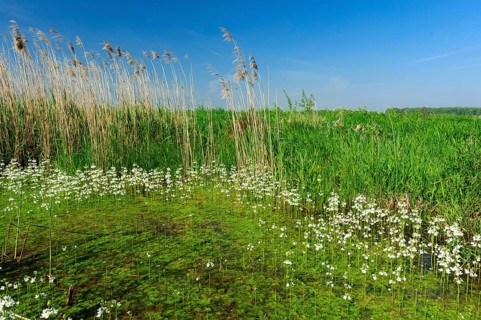 Common water buttercup (Ranunculus aquatilis L.) flowering in a ditch in the oxbog
