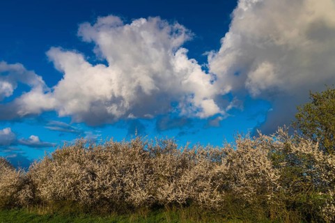 Cloud formation over a blooming sloe hedge in spring