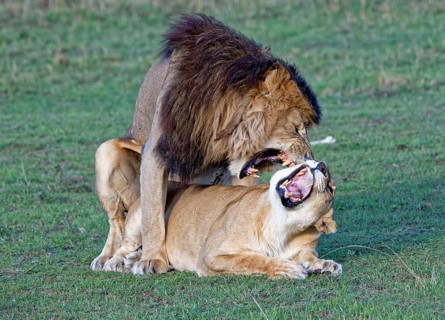 Lionskopula (Panthera leo)