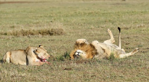 Lioness and (Panthera leo) with remains of prey
