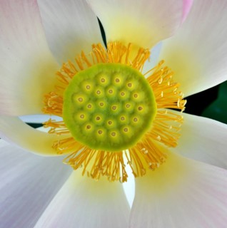 Fruit of the pink lotus flower (Nelumbo nucifera)