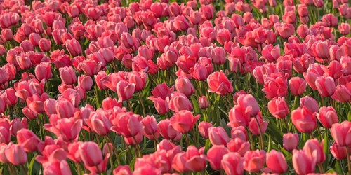 Tulip field near Lisse