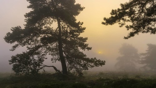 Pine (Pinaceae) at sunrise in the fog in the heath