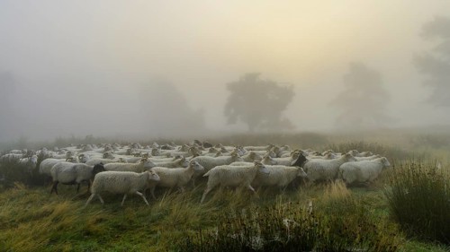 Flock of sheep in the heath at the Thuelsfeld dam at sunrise in the fog