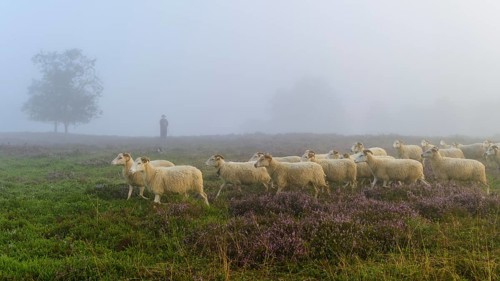 Shepherd with a flock of sheep in the heath at the Thuelsfeld dam at sunrise in the fog