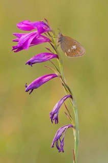 Chestnut Heath (Coenonympha glycerion ) to Sumpfgladiole
