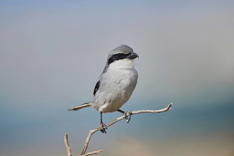 Great grey shrike (Lanius excubitor) sitting on a branch