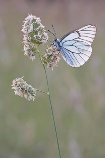 Black-veined white (Aporia crataegi) sitting on a blade of grass