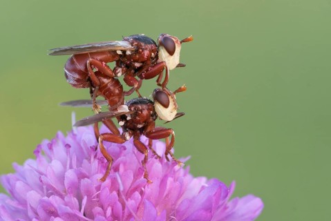 Two Thick-headed flies (Conopidae) mate on one flower