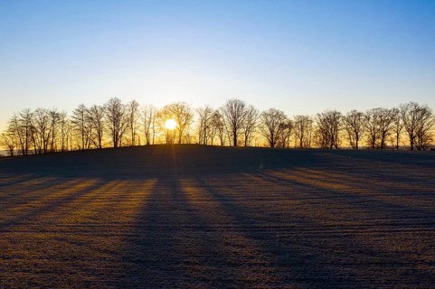 Trees and field at sunrise