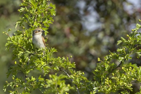 Red-backed shrike (Lanius collurio)