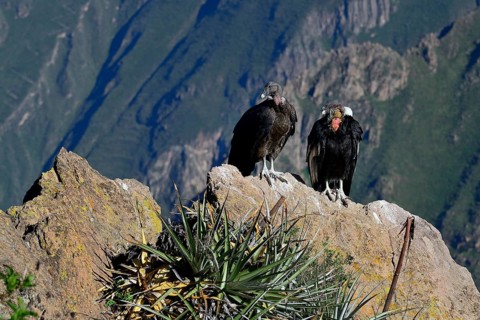 Andean condors (Vultur gryphus) sitting on a rock