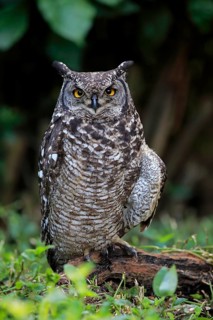 Spotted Eagle-Owl (Bubo africanus)